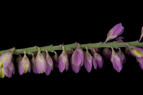 Polygala appendiculata #20